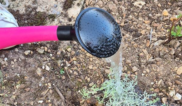 A plant being watered