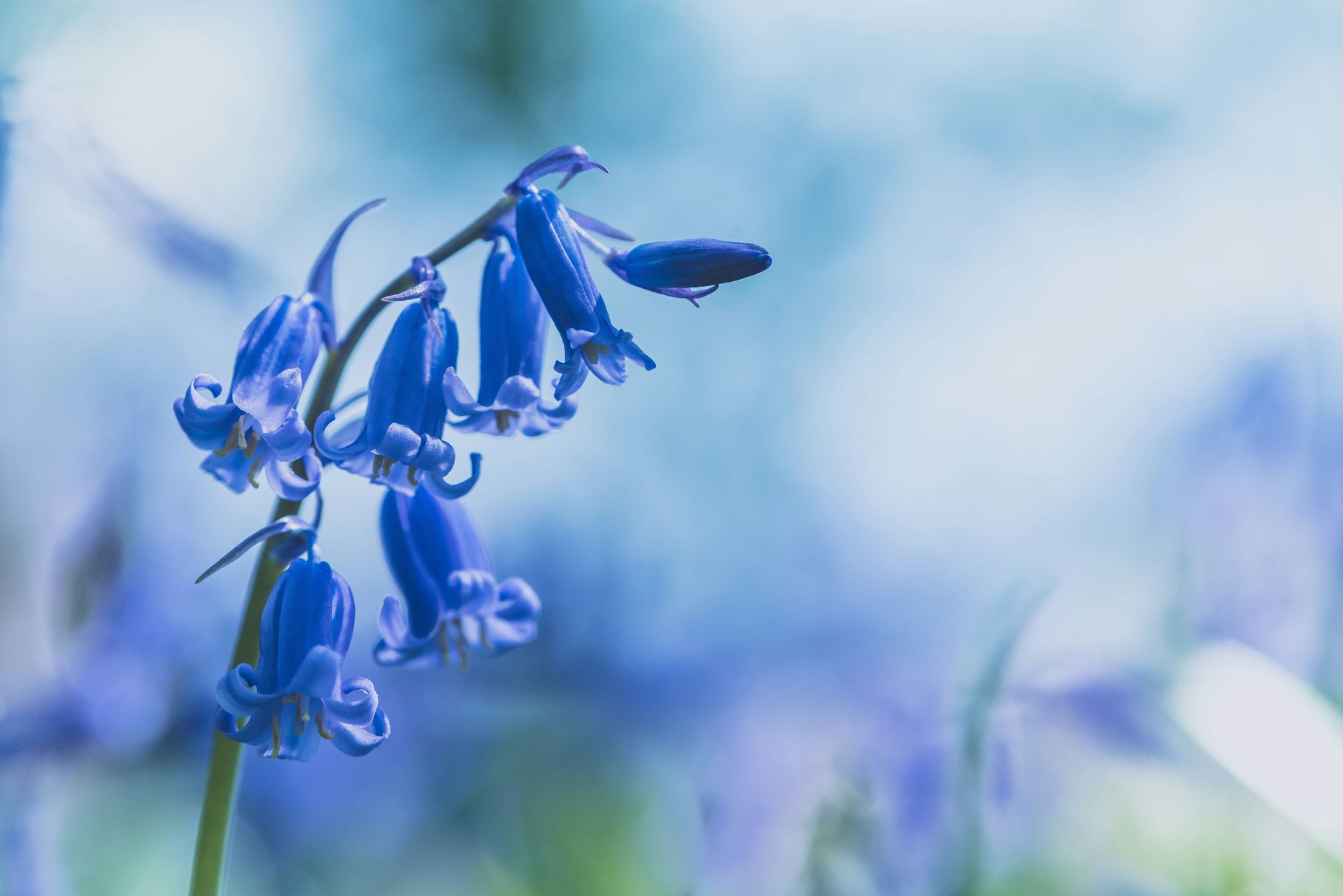 bluebell flowers