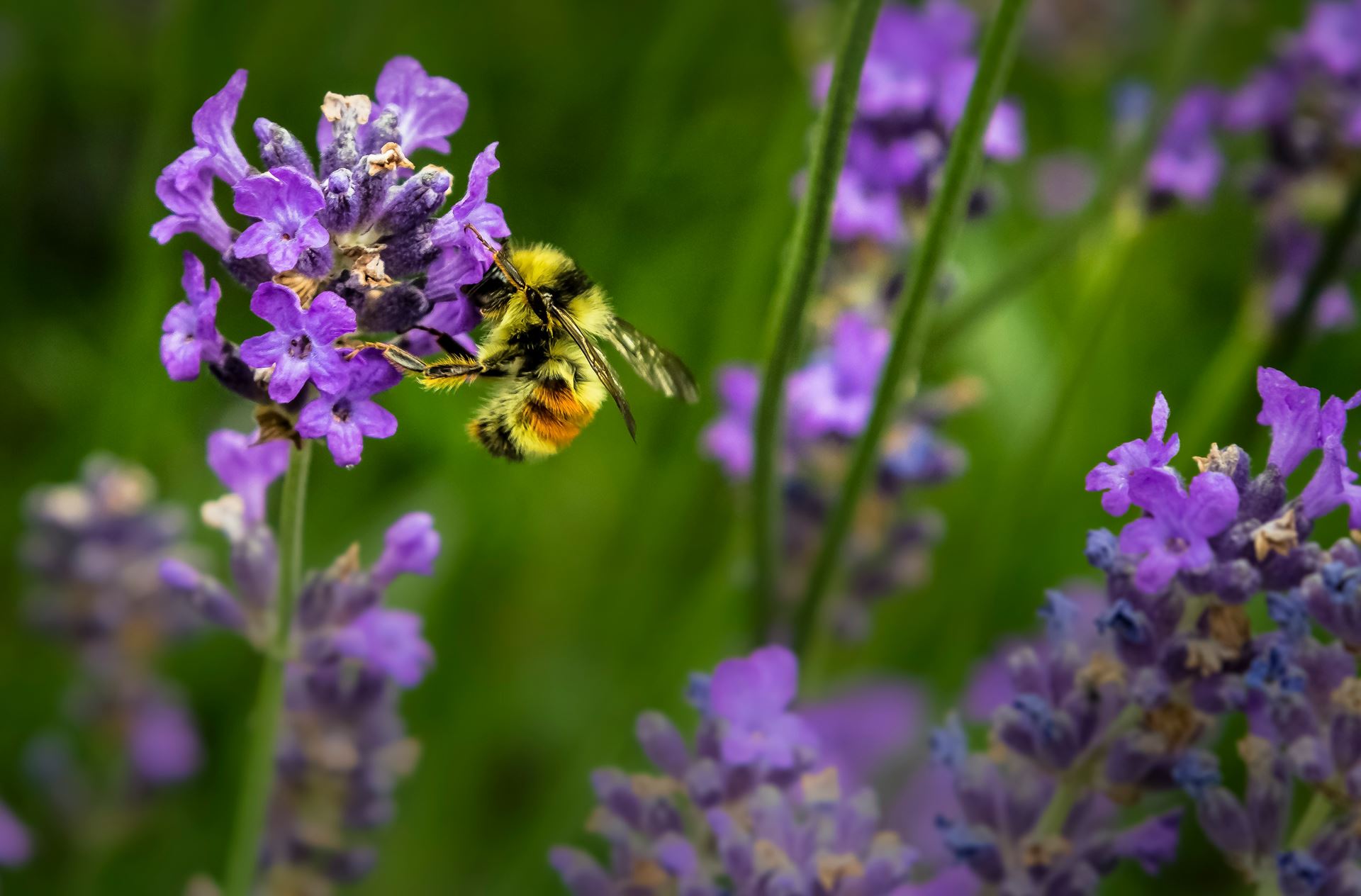 a bee pollinating a lavender plant
