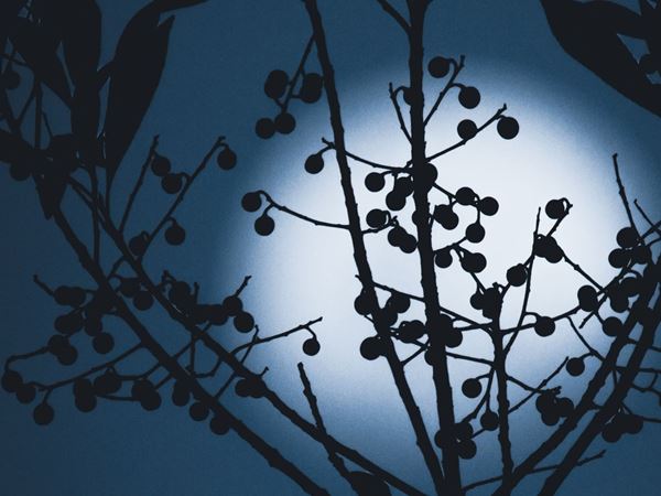 A moon rising behind a tree